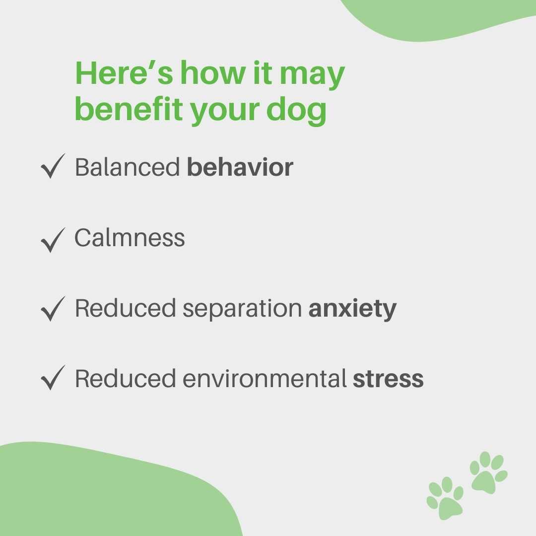 Calming Chews for Stress & Nervousness